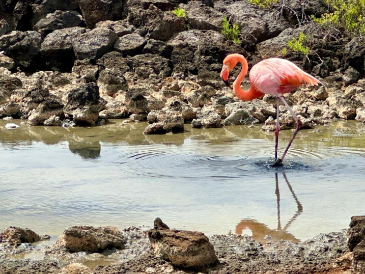 Caribbean flamingos are not just for the Caribbean!